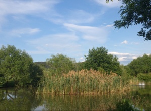 Eidechsenhotel und Uferbefestigung am Auenweiher + Fassadenreparatur