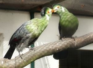 Solaranlage für den Vogelpark Viernheim