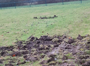 Sportplatzpflege: Tierschaden beheben und vorbeugen
