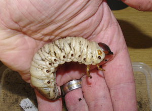 Vivarium Oesede - Neuer Raum sucht neue Technik