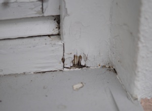 Austausch maroder Fenster am Hundehaus