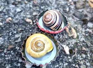 KlimaRetter wünschen sich neues Leben für den Schulgarten am GiL!