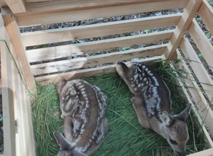 Jungwildrettung mit der Wärmebilddrohne