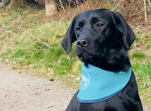 Tierärztliche Eignungsuntersuchungen für 2 Labrador Retriever