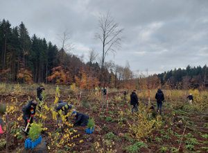 1000 Bäume für den Gemeindewald in Lahnau