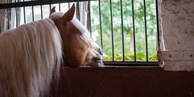 Gute Aussichten für unsere Pferde - Fensterboxen im IRV