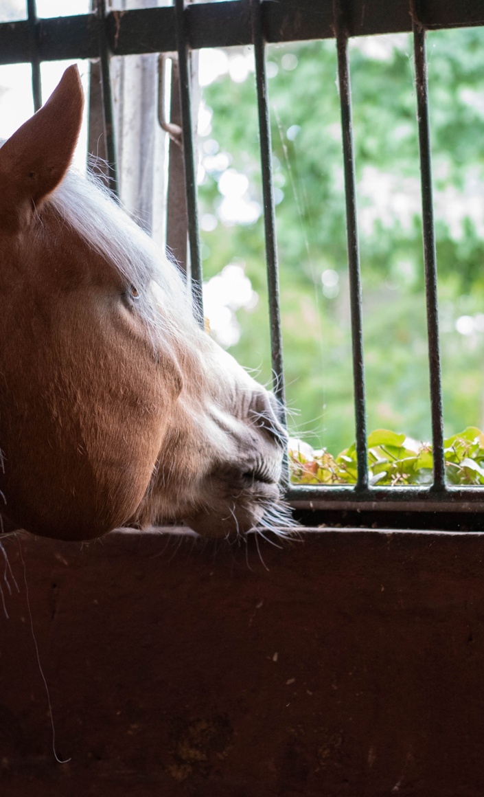 Gute Aussichten für unsere Pferde - Fensterboxen im IRV