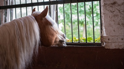 Gute Aussichten für unsere Pferde - Fensterboxen im IRV