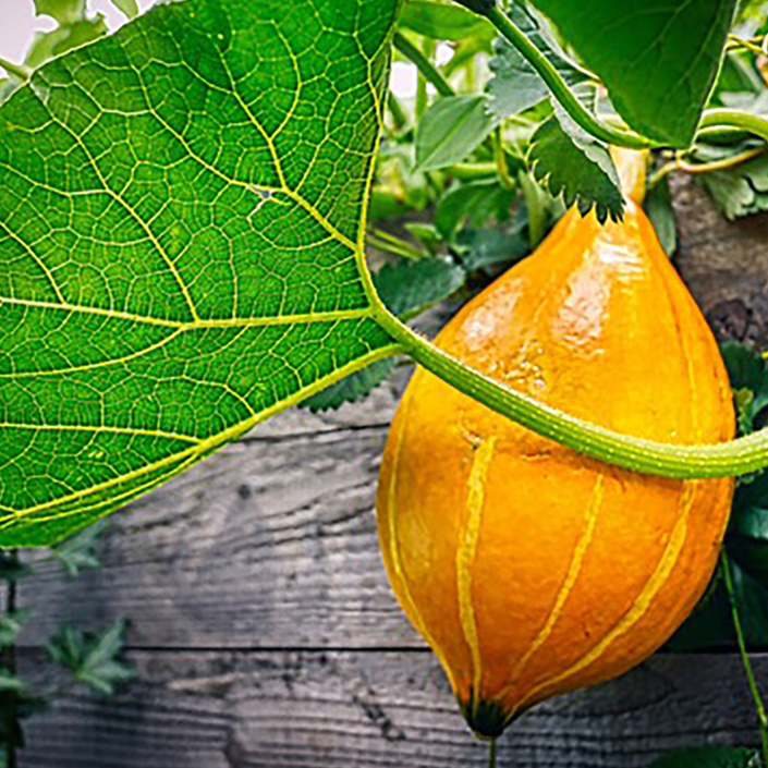 Urban gardening -  Hochbeete für Korntal-Münchingen!