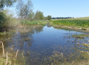 Beweidung mit Wasserbüffeln zum Artenschutz