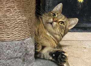 Ein Ozongerät und ein Bautrockner für das Katzenhaus