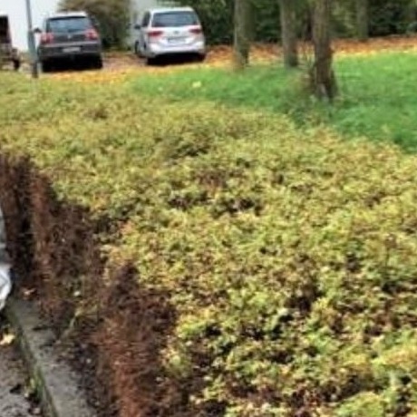Hecken- und Rabattenpflege