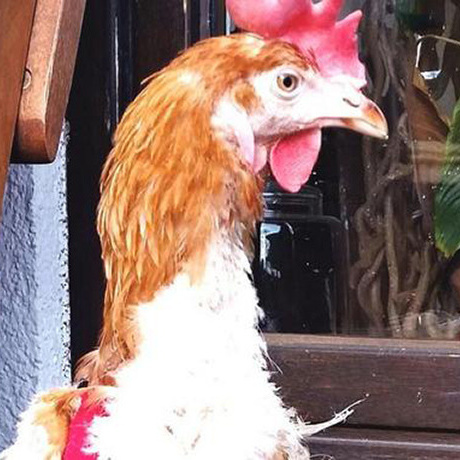 Rettet das Huhn