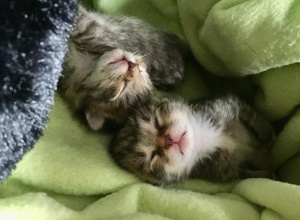 Kastrationsaktion Streunerkatzen