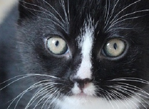 Renovierung Katzenzimmer