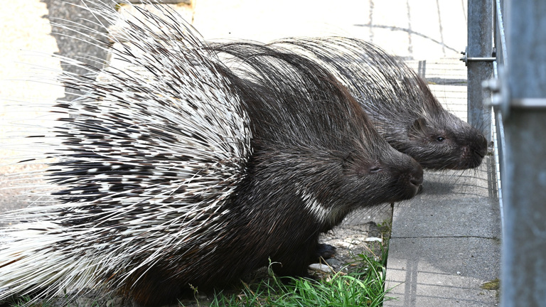 Ein neues Zuhause für Naddel und Dieter