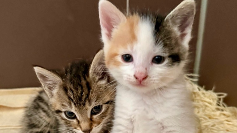 Lebensretter Inkubator für unser Katzenhaus in Gronau