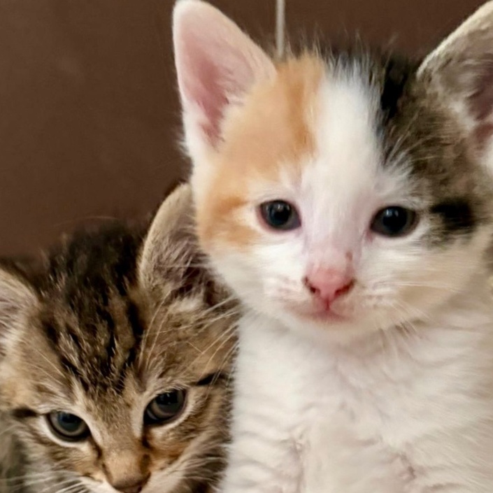 Lebensretter Inkubator für unser Katzenhaus in Gronau
