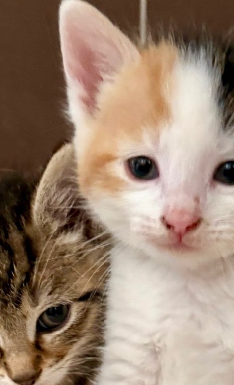 Lebensretter Inkubator für unser Katzenhaus in Gronau