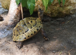 Erste Hilfe für Schildkröten