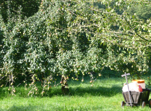 Hoch-Entaster für Obstbaumwiese