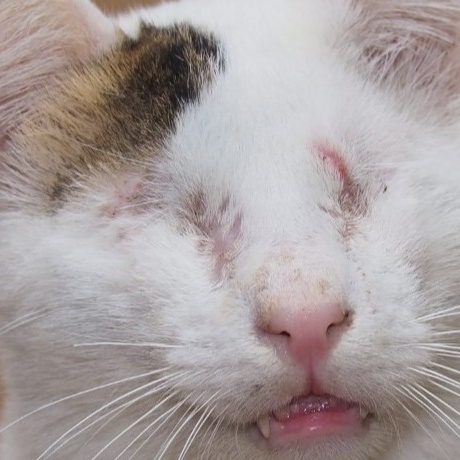 Eine Auffangstation für die geretteten  Katzen