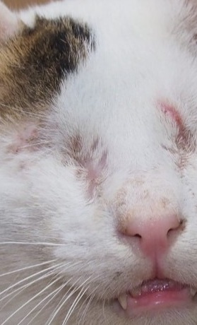 Eine Auffangstation für die geretteten  Katzen