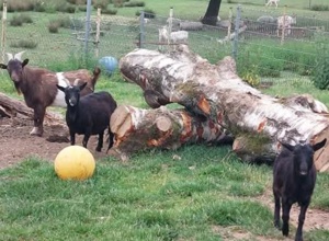 Willkommen im Tierpark - wir gestalten unseren Eingangsbereich neu