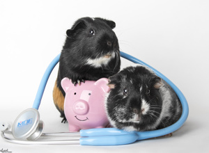 Cavia Care - Hilfe für unvermittelbare Meerschweinchen