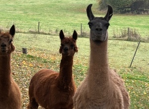 Lamas für die tiergestützte Therapie auf dem Birkenhof