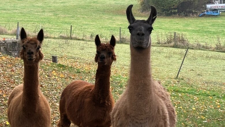 Große Ansicht vom Video