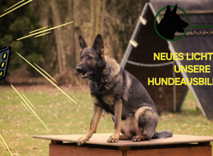 Licht an für unsere Hundeausbildung!
