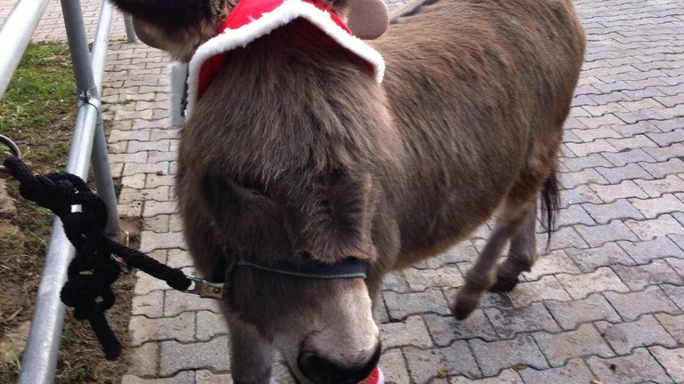 Futter für die Tiere der Jugendfarm Böblingen e.V.