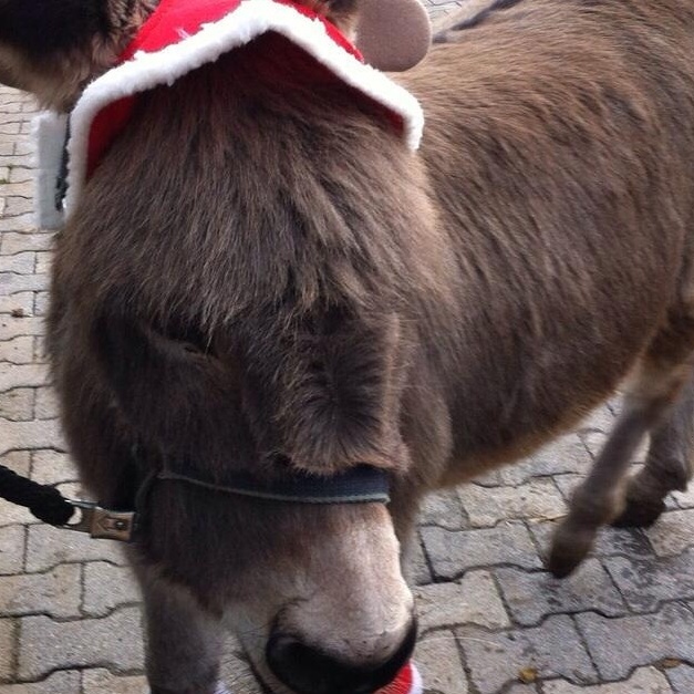 Futter für die Tiere der Jugendfarm Böblingen e.V.