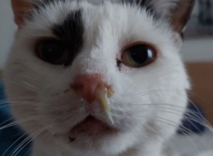 Finanzierung von Tierarzt- und Futterkosten