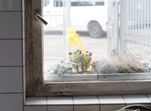 Austausch maroder Fenster am Hundehaus