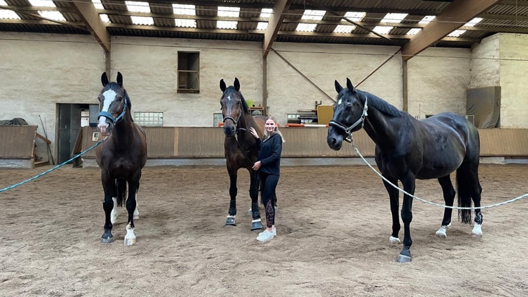 Kauf eines neuen Vereinspferdes RG Hegnach-Oeffingen