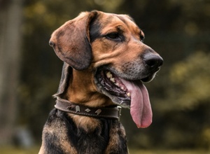 Muzzle Boxen für das Cottbuser Tierheim