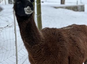 Lamas für die tiergestützte Therapie auf dem Birkenhof