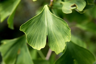 Baumpatenschaft &quot;Ginkgo&quot;