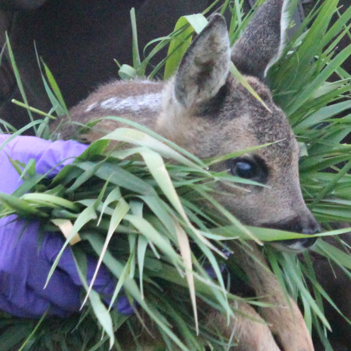 Wildtierrettung