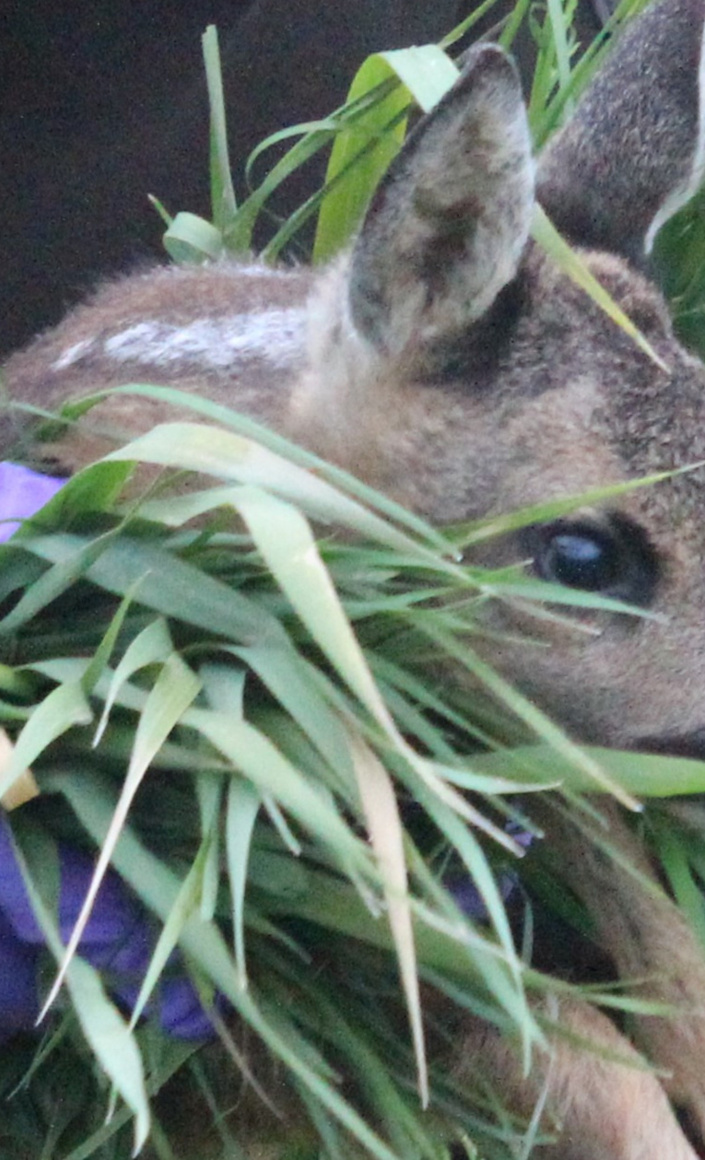 Wildtierrettung