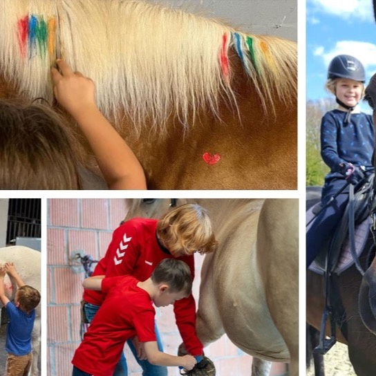 Schulpferd für den RV "Nethegau" e.V., Brakel