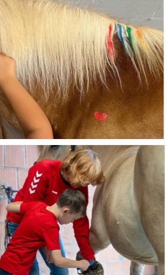 Schulpferd für den RV "Nethegau" e.V., Brakel