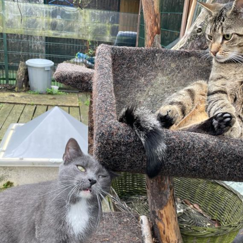Eine neue Katzenterrasse für unseren Tierschutzhof