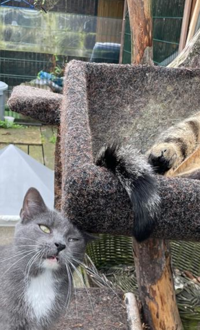 Eine neue Katzenterrasse für unseren Tierschutzhof
