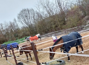 Wegbefestigung Paddocks