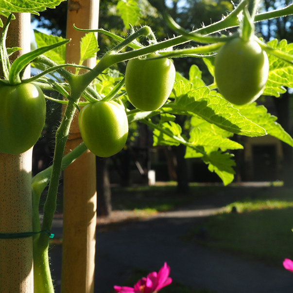 Gemeinschaftsgarten Alte Patrone