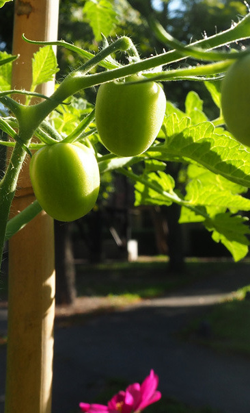 Gemeinschaftsgarten Alte Patrone