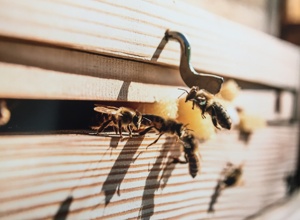 Fenster für den Pfrontner Bienenstadel